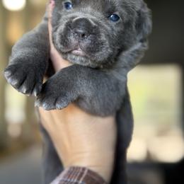 Girl 1 - Gray and fawn female Cane Corso puppy in Sandia, Texas from OneTime Cane Corso