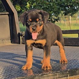Boy 2 - male Rottweiler puppy in Holts Summit, Missouri from Hurleyhaus Rottweilers