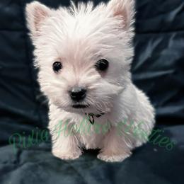Green - White male West Highland White Terrier puppy in Cleveland Tx, Texas from Pixie Hollow Westies