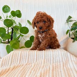 Cavapoo Puppies from White Creek