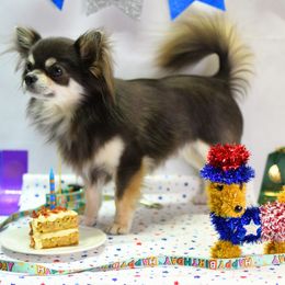 Chihuahuas from Bri Chi's