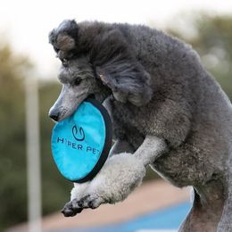 Poodles and Whippets from Moonbeam Whippets And Poodles