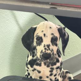 Banana Pudding - White and black female Dalmatian puppy in Austin, Texas from Dazzling Dalz