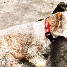 Vader - Miniature Schnauzer