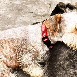 Vader - Miniature Schnauzer