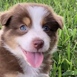 Girl 3 - Red Australian Shepherd puppy in Brooksville, Florida from Scattered Oaks Ranch