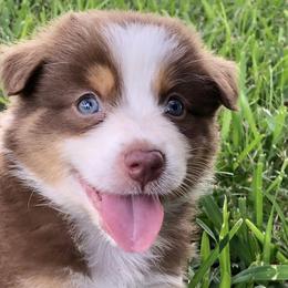 Girl 3 - Red Australian Shepherd puppy in Brooksville, Florida from Scattered Oaks Ranch