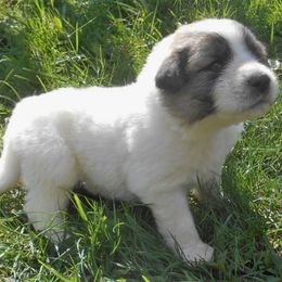 Puppy ID 819257 - White and badger male Great Pyrenees puppy in Leicester, North Carolina from Randall Glen Pyrenees