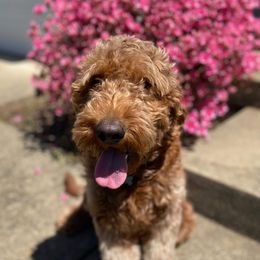 Penny - Goldendoodle