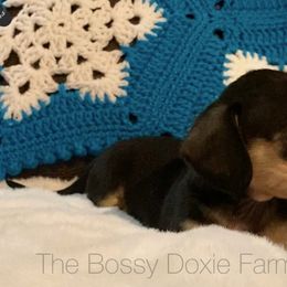 Dachshund and Miniature Schnauzer Puppies from The Bossy Doxie Farm