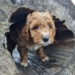 Goldendoodles from Wonderland Goldendoodles