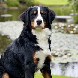 Bernedoodles and Bernese Mountain Dogs from Butter Cup Pups and Paws