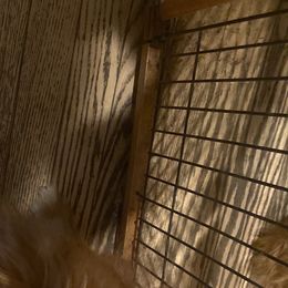 Westley - Golden Retriever