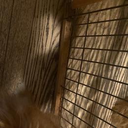 Westley - Golden Retriever