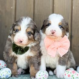 Bernedoodle puppies from Bernedoodle Buddies