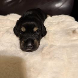 Damien(AKC) - Black and cream male Dachshund puppy in Madera Acres, California from All Star Corgis