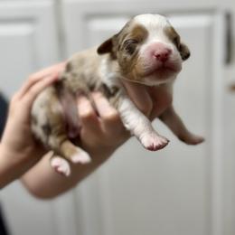Rocko - Red merle male Australian Shepherd puppy in Odessa, Texas from Yucca Blossom Pups