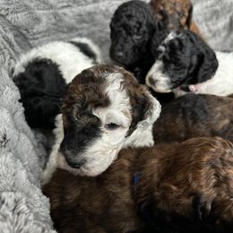 Poodle Puppies from Rocky Mountain Standards