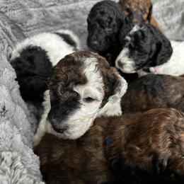 Poodle Puppies from Rocky Mountain Standards