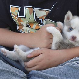 Donut - Lavender male Pomsky puppy in Uintah County, Utah from Bingo's Wolfhounds, Lollipop Pomskies