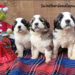Saint Berdoodle puppies from PNW Saint Berdoodles