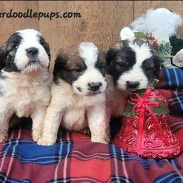 Saint Berdoodle puppies from PNW Saint Berdoodles
