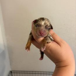 Girl 3 - Red merle female Miniature Australian Shepherd puppy in Brenham, Texas from Stone N Rose Kennels