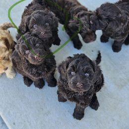 Australian Labradoodle Puppies from Sun Canyon Australian Labradoodles