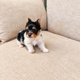Yorkshire Terrier Puppies from Kashmir Yorkies