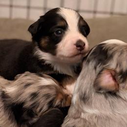 Clover - Black tri male Miniature Australian Shepherd puppy in Harpers Ferry, West Virginia from Carter's Cuties