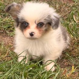Bliue Blue Merle Billings - Gray and white male American Corgi puppy in Heyworth, Illinois from Schumaker Corgis