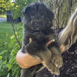Ollie - Blue male German Shepherd puppy in Watervliet, Michigan from M&M Shepherd Farms