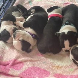 Boston Terrier Puppies from Charlie’s Pride