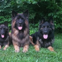 Belgian Tervuren and German Shepherds from Pine State Shepherds