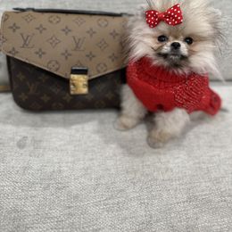 Pomeranian All Grown Up from Frensace Kennel