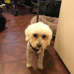 Poodles from K&L Toney Corporation