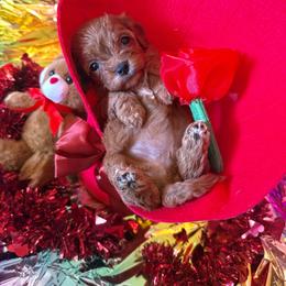 Velma - Red female Cavapoo puppy in Conway, Missouri from Jordan  Harrison