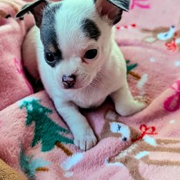Misty - Silver and white female Chihuahua puppy in Leominster, Massachusetts from House of Lil  Paw