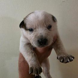Leo - Red speckled male Australian Cattle Dog puppy in Canton, Pennsylvania from DNB Heelers
