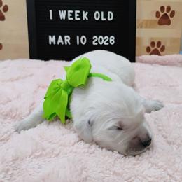 Lime green collar girl - Light golden female Golden Retriever puppy in Rochester, Washington from Grand Mound Goldens