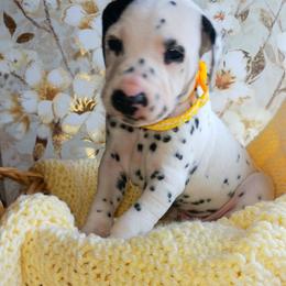 Dalmatian and Poodle Puppies from Reeves Family Standards