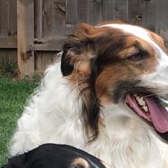 Borzois from Cherry Hill Borzois