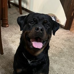 Niko - Rottweiler
