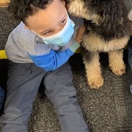 Bernedoodle Puppies from Mini Bernedoodle Babies- Indiana