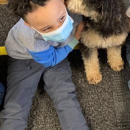Bernedoodle Puppies from Mini Bernedoodle Babies- Indiana