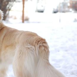 Golden Retrievers from Greybull River Goldens