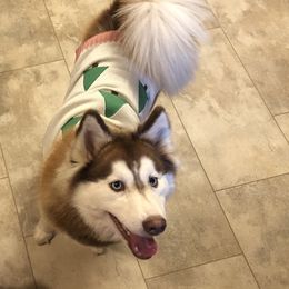 Kaylee - Pomsky