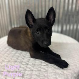 Light Purple  Collar - Black sable female Belgian Malinois puppy in Muskegon, Michigan from Red Acres Working Line K9s