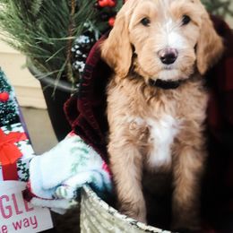 Goldendoodle Puppies from DeerCreek Doodles