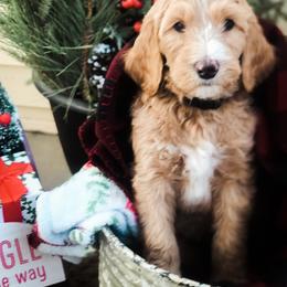 Goldendoodle Puppies from DeerCreek Doodles